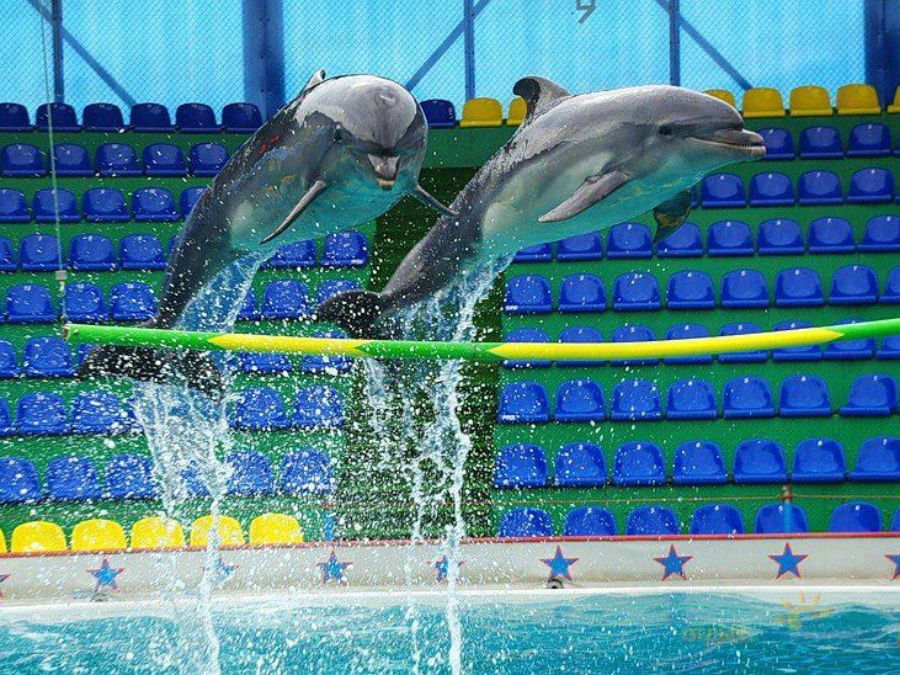 Дельфины в прыжке над водой на шоу — фото 2